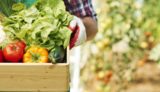 旬の新鮮野菜セットを農家直送で取り寄せできる宅配通販サイトまとめ８０選